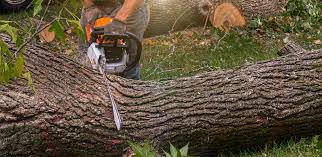 Best Tree Cabling and Bracing  in Roseland, OH