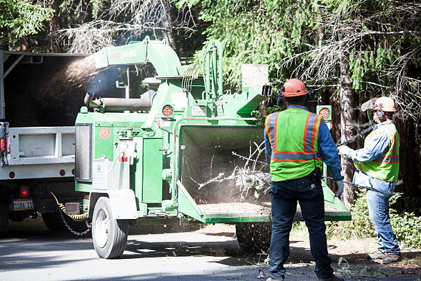 Best Leaf Removal  in Roseland, OH